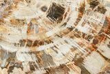 Beautiful Petrified Wood (Araucaria) Slab - Madagascar #361461-1